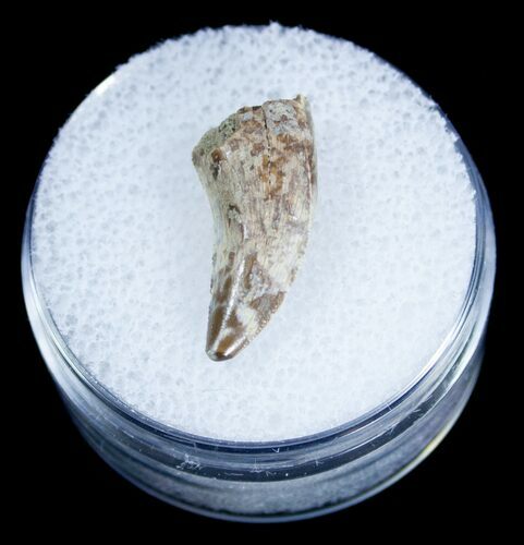 Dromaeosaur (Raptor) Tooth - Two Medicine Formation #3848